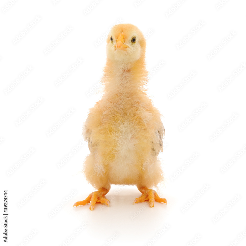 Fototapeta premium Small chicken