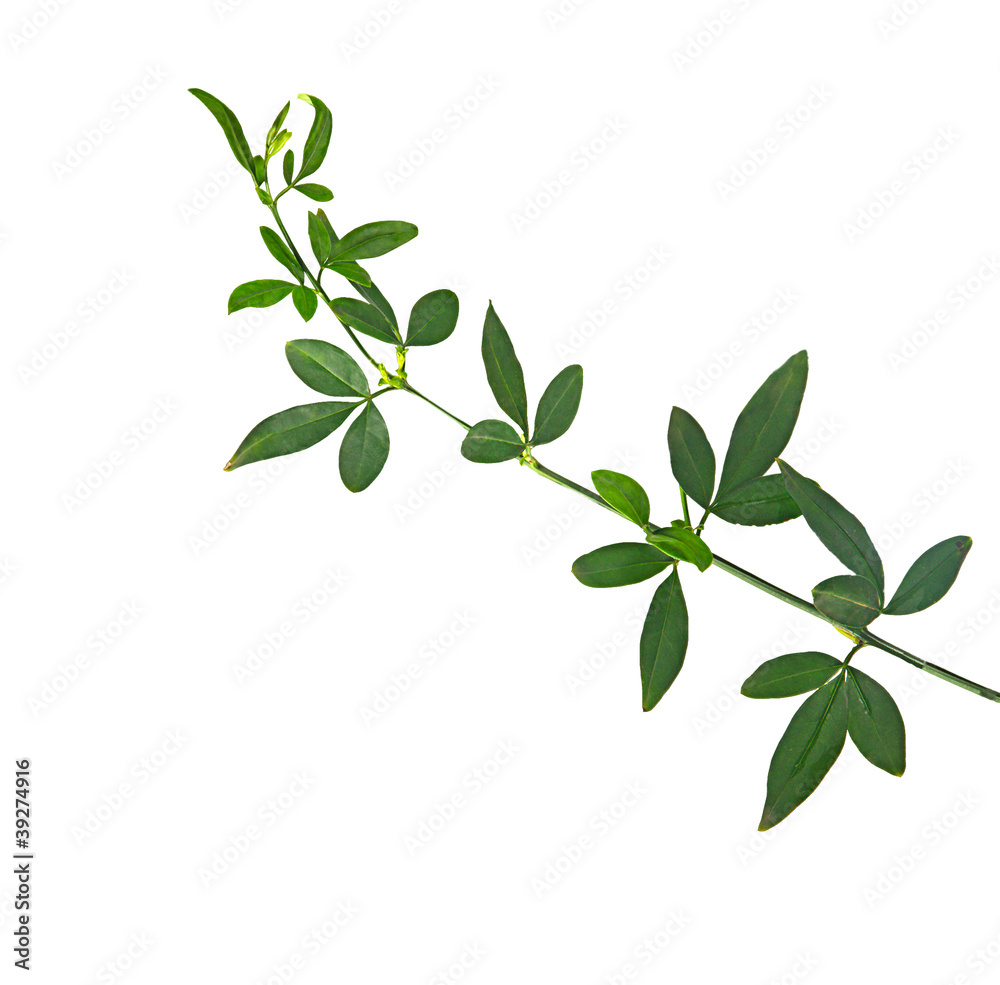 Obraz premium Plant isolated on white background