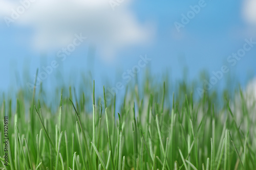 Natural grass against the sky