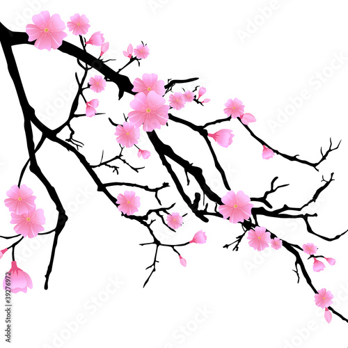 Ast mit Kirschblüten