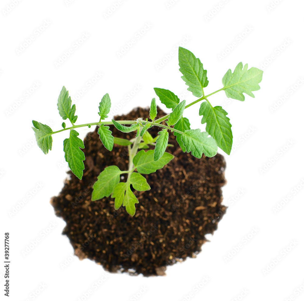 tomato seedling tomato seedling