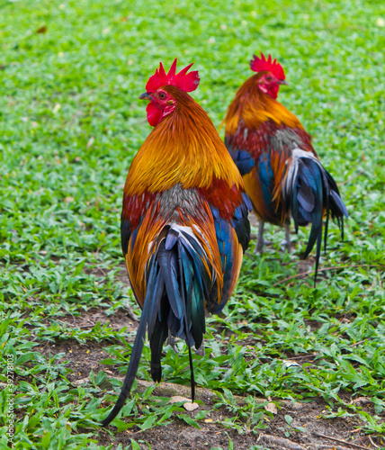 colorfull of the bantam in the green field
