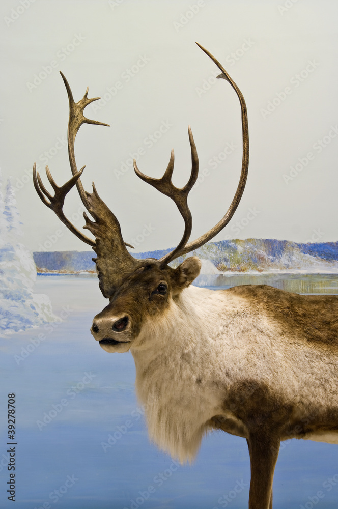 Naklejka premium Caribou Closeup