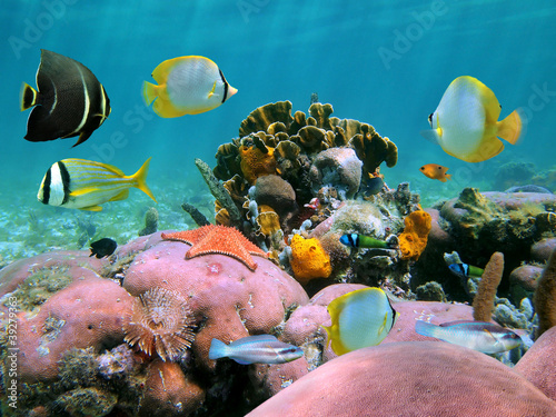 Colorful coral reef underwater with tropical fish and marine life, Caribbean sea