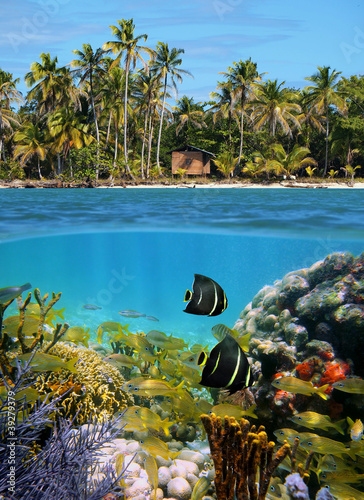 half above and below water surface, tropical coast with a hut and coconut trees, underwater a colorful coral reef with fish, Caribbean sea
