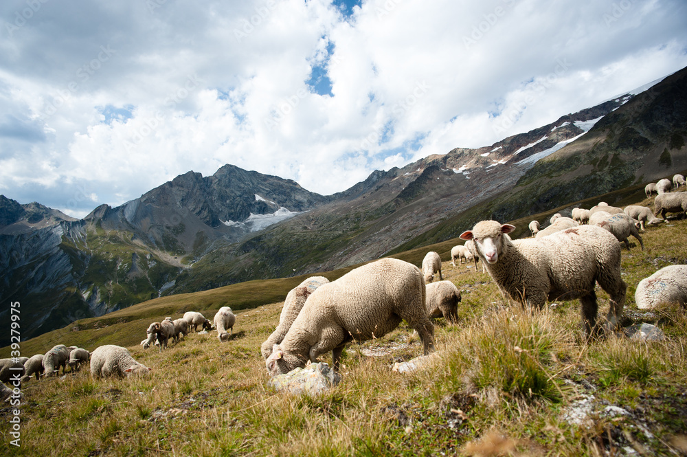 Fototapeta premium Moutons dans les Alpes