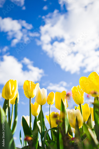 Field of tulips