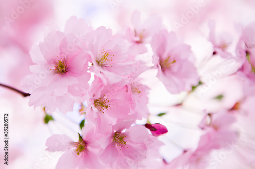 Japanese cherry tree in blossom