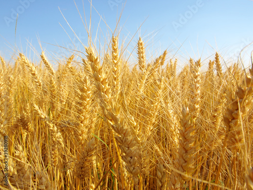 Wheat field against a blue sky