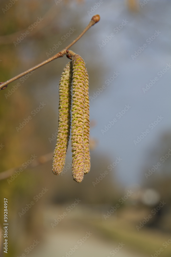 Naklejka premium spring start