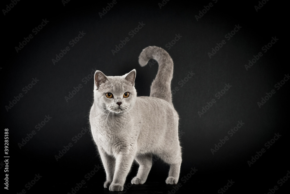 Britisch Kurzhaar Katze, lilac, stehend, schwarzer Hintergrund Stock