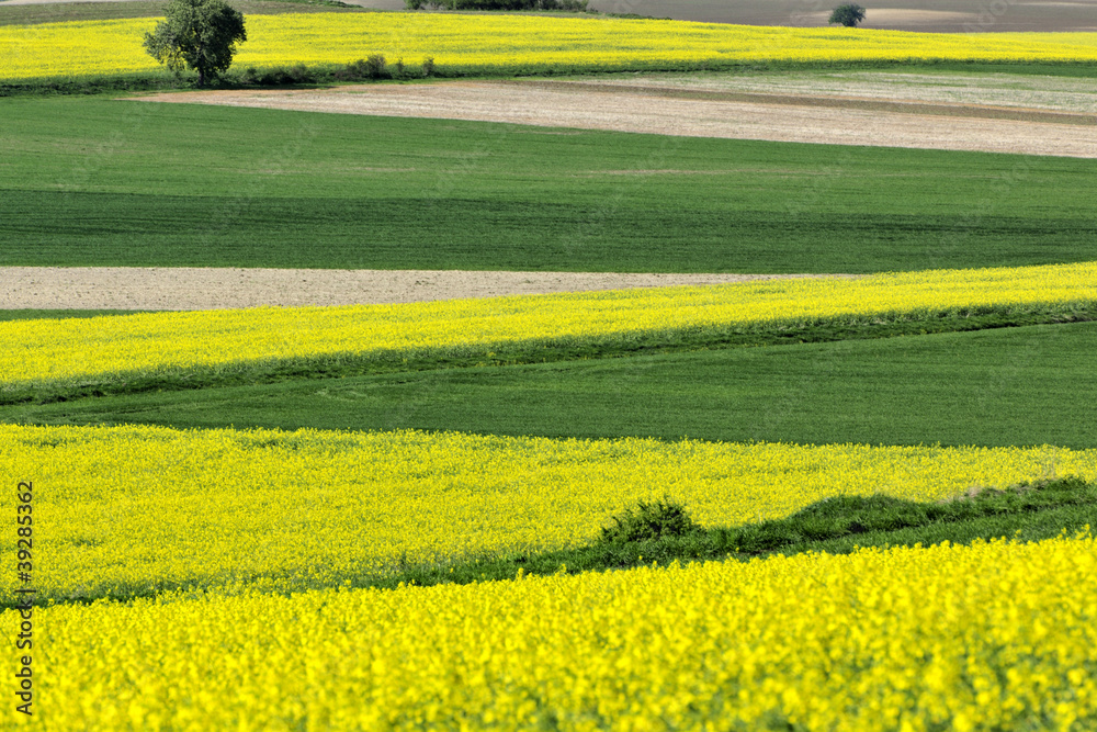 Obraz premium argiculture, rapefield, landscape, spring, yellow