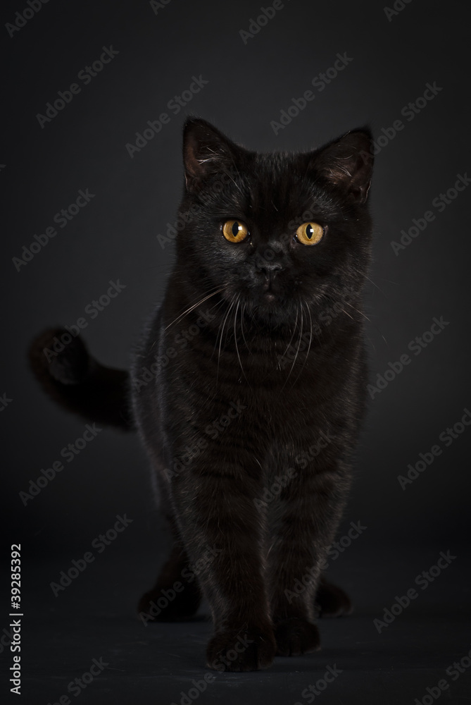 Britisch Kurzhaar Katze, schwarz, schwarzer Hintergrund