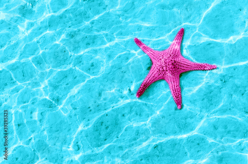 starfish