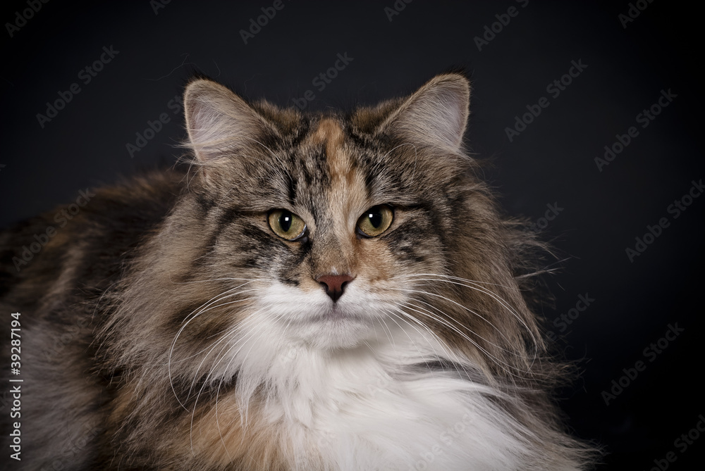Norwegische Waldkatze, Kopfportrait, schwarzer Hintergrund Norwegische Waldkatze, Kopfportrait, schwarzer Hintergrund