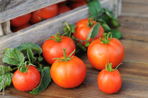 tomatoes © ortodoxfoto