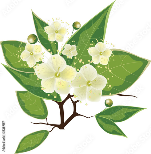 blooming myrtle branch, vector illustration photo