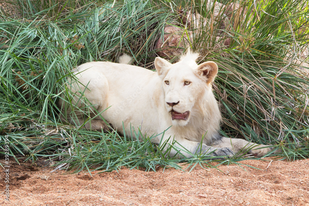 Obraz premium Weiße Löwen - die Könige