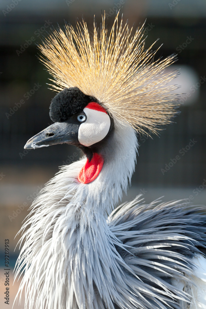Fototapeta premium Crowned crane shows it self in the zoo