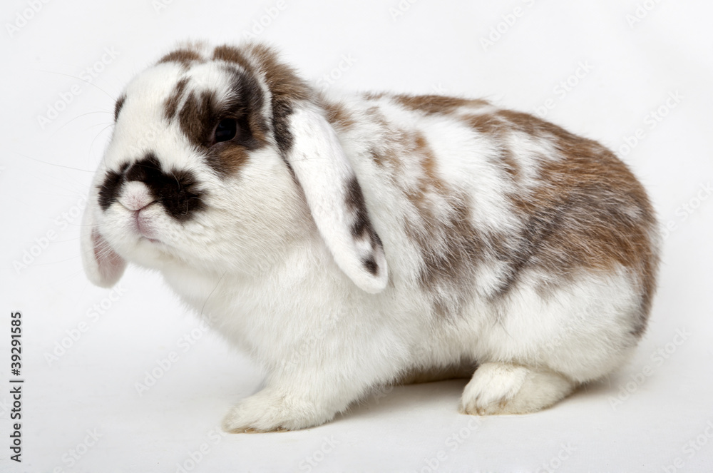 Bunny Bunny