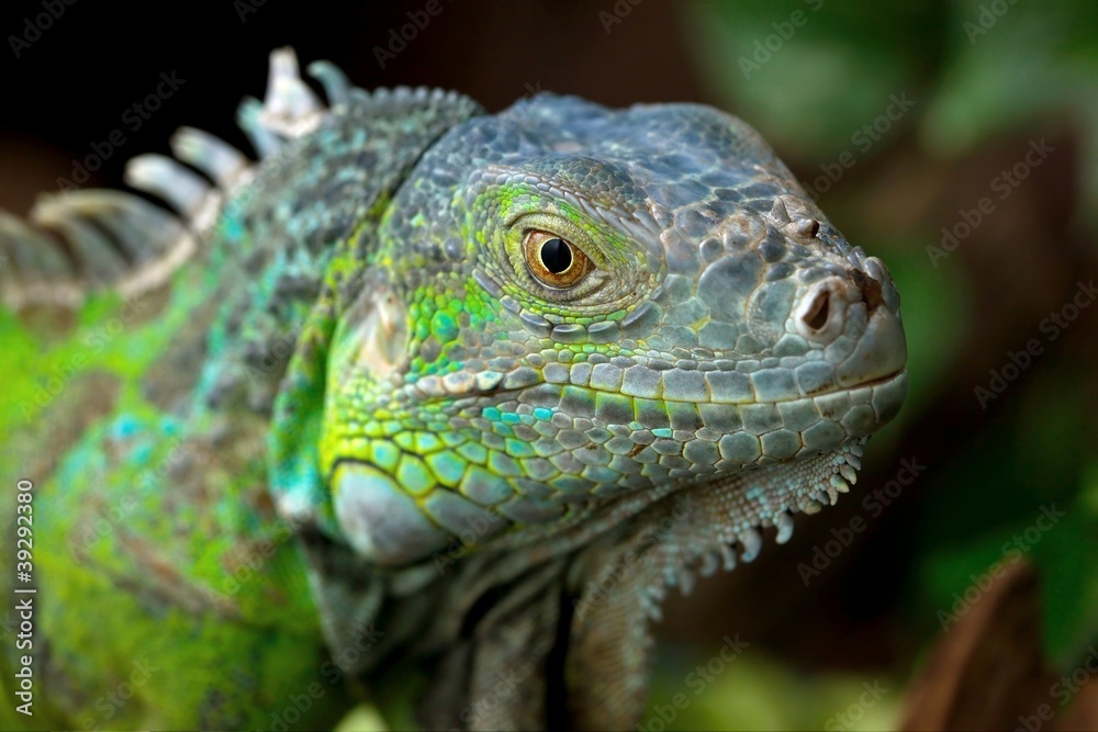 Iguana Iguana