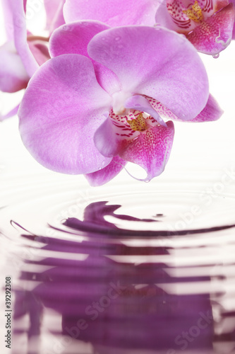 Pink Orchid