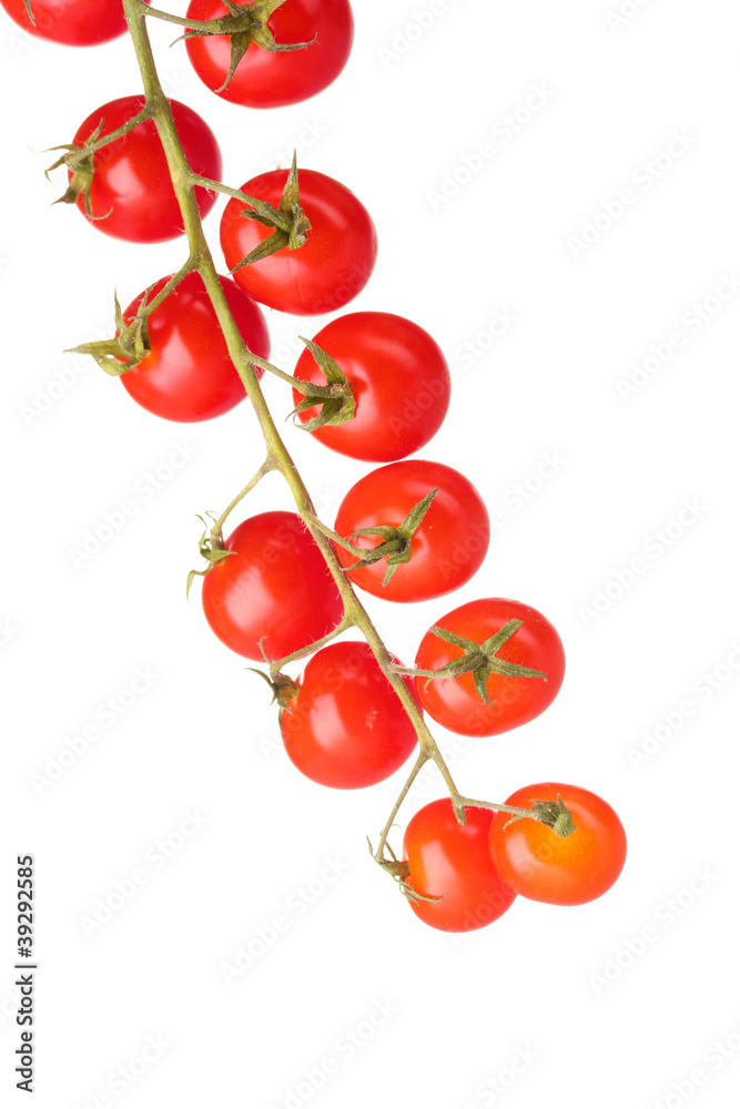 Beautiful cherry tomatoes on a branch isolated on white Beautiful cherry tomatoes on a branch isolated on white