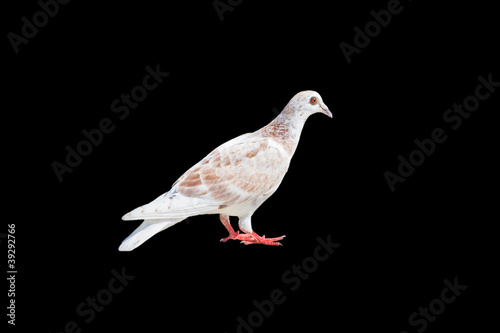 One white-brown pigeon isolated on black background