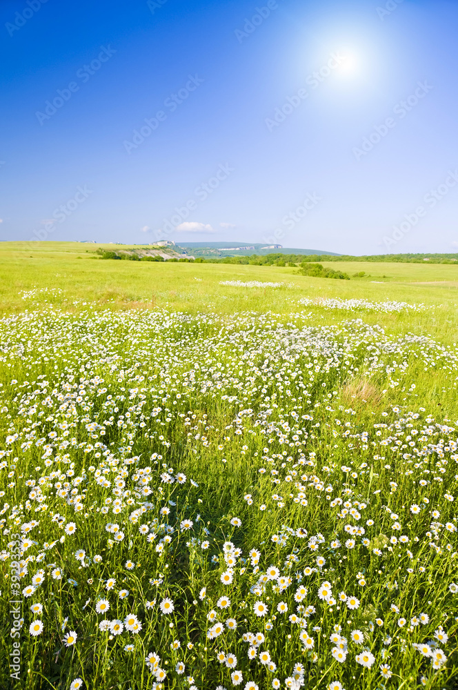 Big field of flowers on sunrise. Big field of flowers on sunrise.