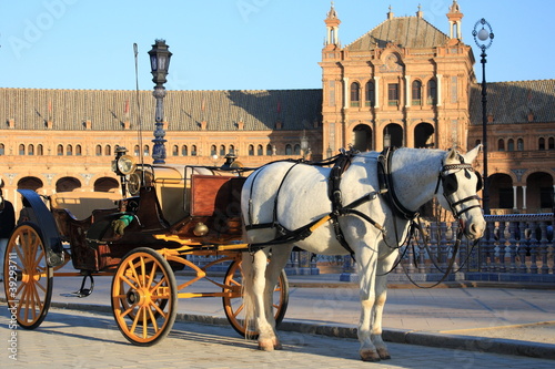 white horse carriage