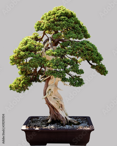 Japanese bonsai tree in pot isolated photo