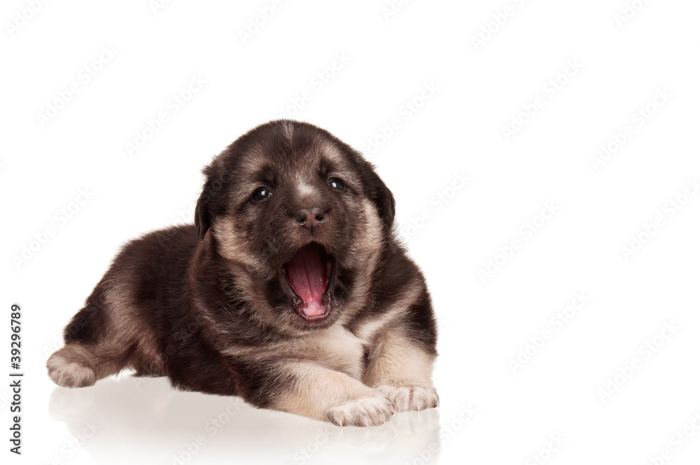 Fototapeta premium Cute puppy