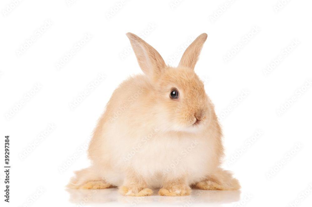Obraz premium Cute rabbit