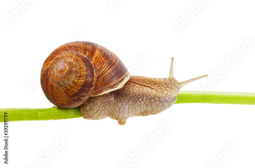snail creeping on stem
