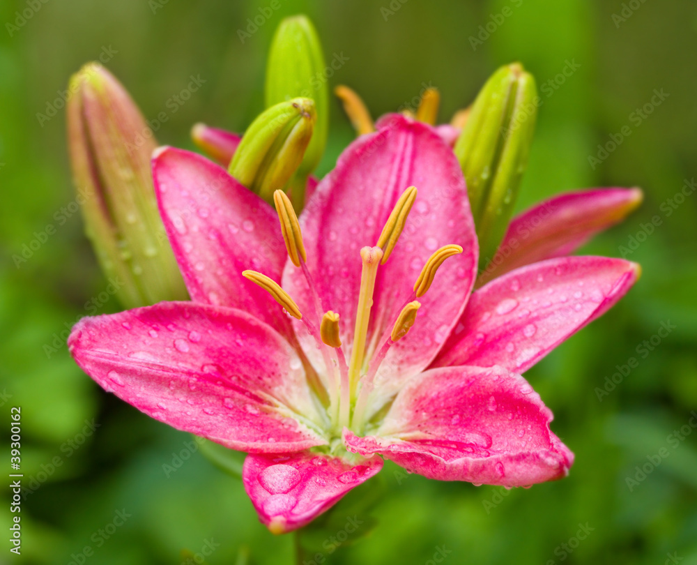 pink lily