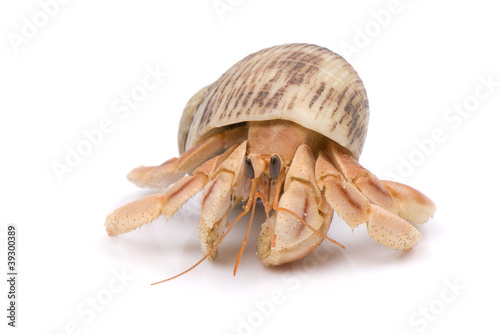 Hermit Crab crawling on white background