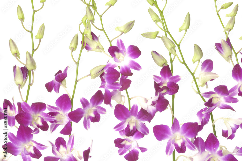 Fototapeta beautiful pink orchid