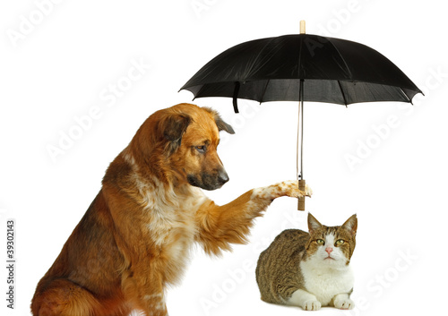 Hund beschützt Katze mit einem Regenschirm photo