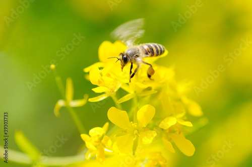 菜の花とミツバチ © tom1962