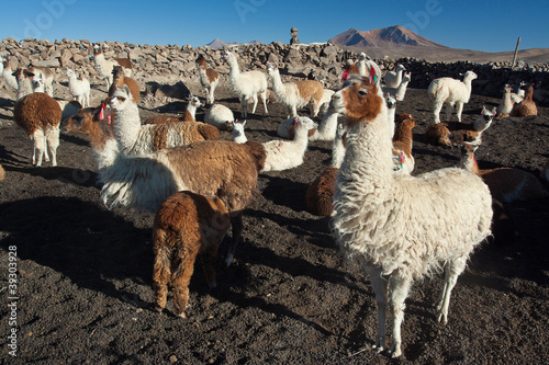 Lamas photo