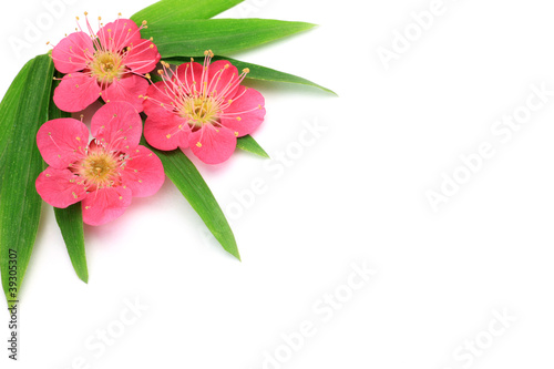 flower of the plum and bamboo leaf