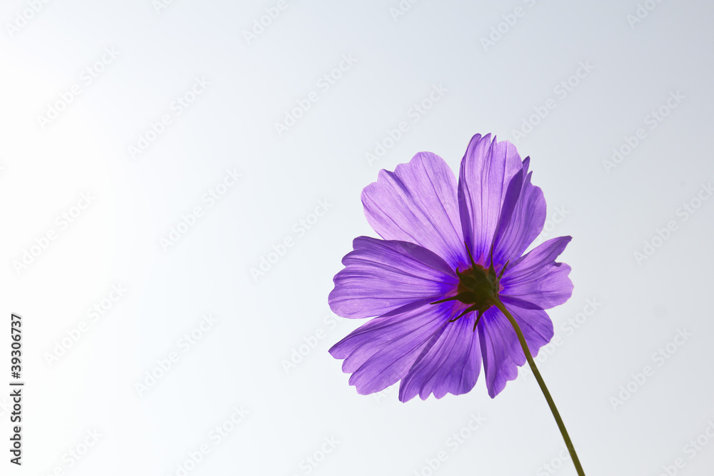 Violet Cosmos flowers