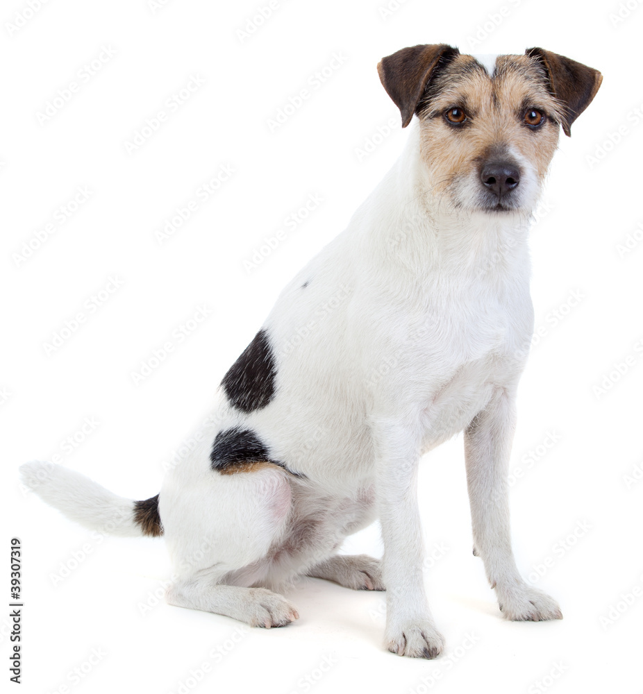 Obraz premium Sitzender Parson Russell Terrier