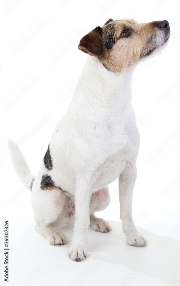 Aufmerksam sitzendender Parson Russell Terrier