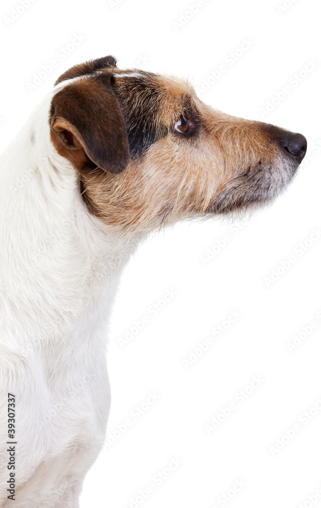 Auhr aufmerksamer Parson Russell Terrier Auhr aufmerksamer Parson Russell Terrier