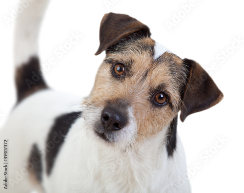 Bild auf Leinwand Aufmerksamer Parson Russell Terrier