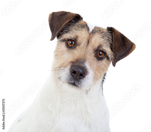 Aufmerksamer Parson Russell Terrier photo