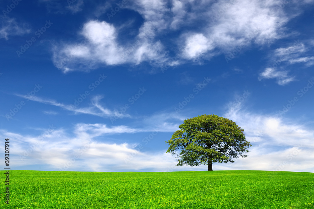 Obraz premium Nature on sky background