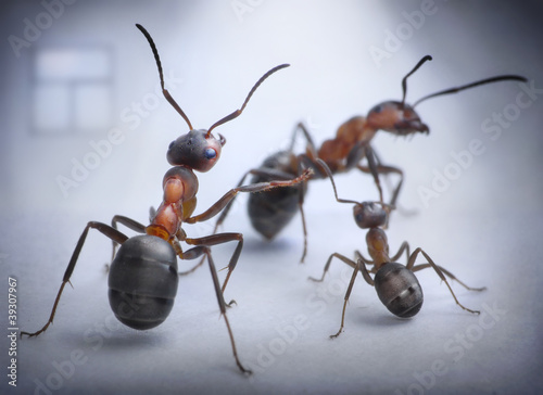 ants play human situation of family scandal