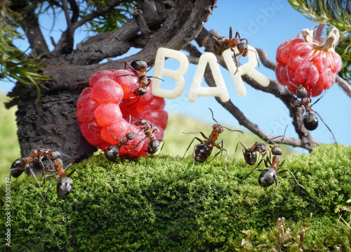 ants enjoy juicy fruits, fresh juice bar photo